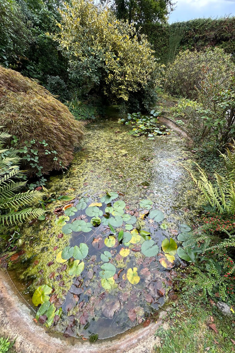 LilyPad Pond Clean, Oxted tall 01 LilyPad Pond Clean, Oxted tall 01