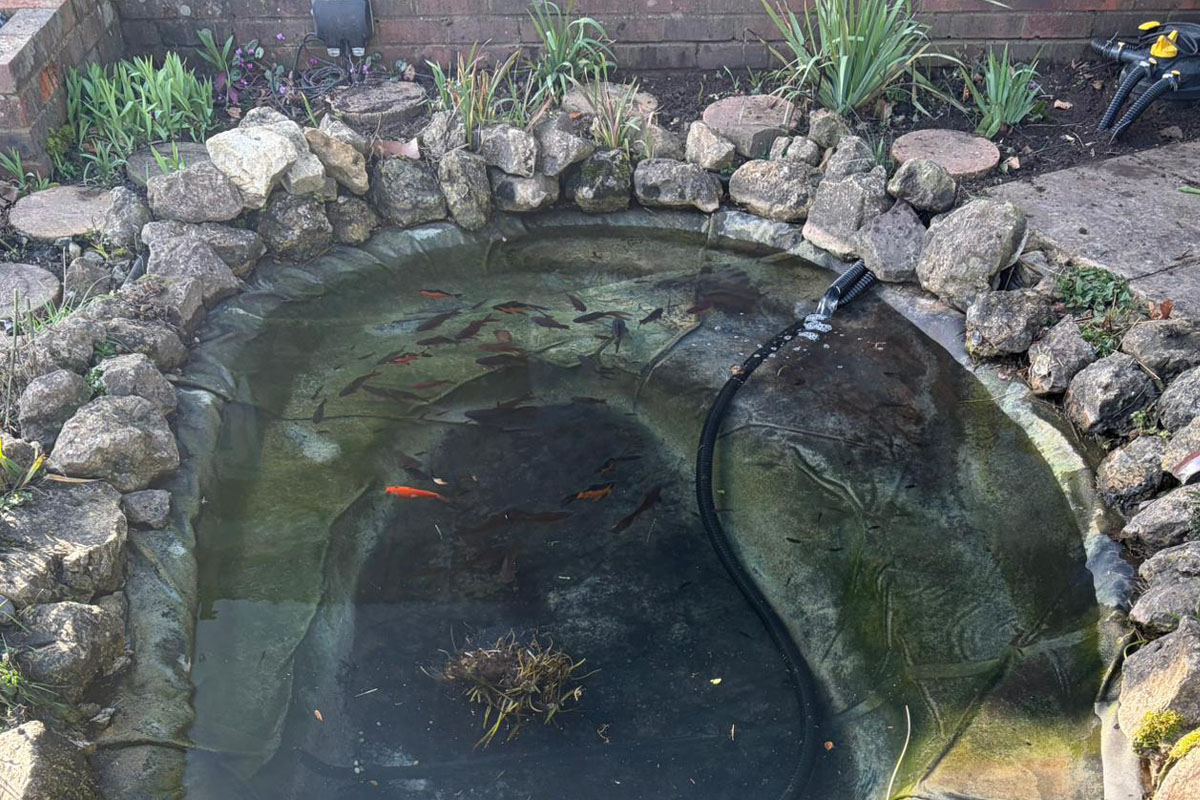 LilyPad Pond Clean Ashford-01